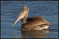 _2SB6478 brown pelican